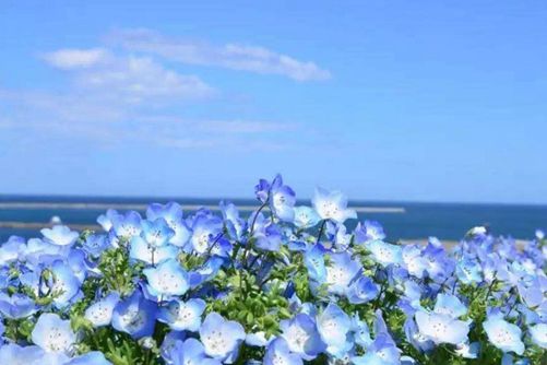 粉蝶花怎么养， 做好这7点就能养出超漂亮的粉蝶花海