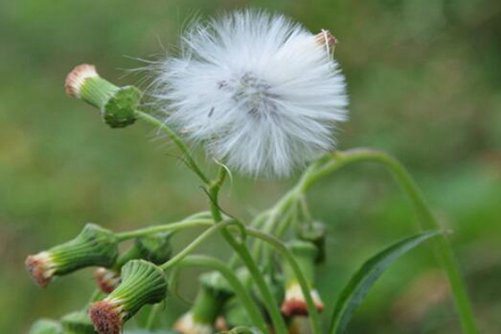 蒲公英的养殖方法， 蒲公英种植小技巧一学就会