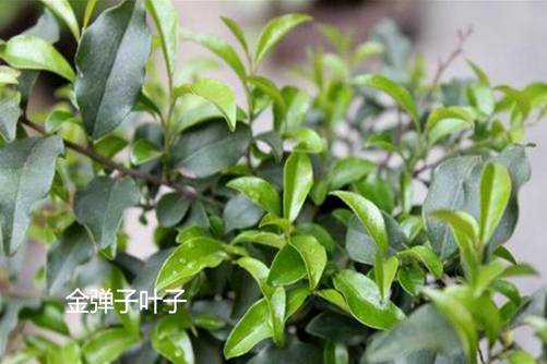 金弹子和老鸦柿的区别,学会这四点就够了