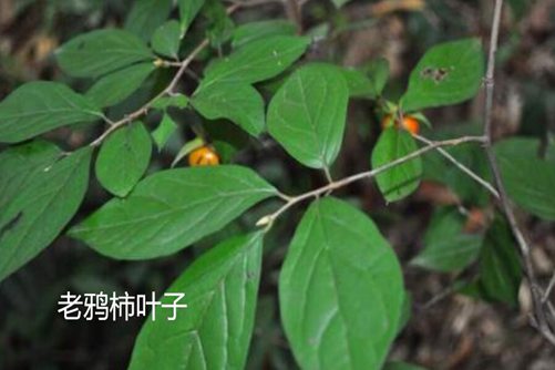 金弹子和老鸦柿的区别,学会这四点就够了