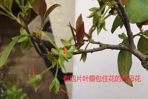 学会这两点一眼就能辨别公母金弹子,从此不会再上当了