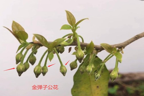 学会这两点一眼就能辨别公母金弹子,从此不会再上当了