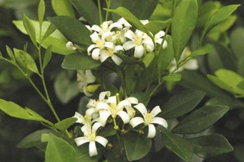 云香花是什么花，花草乐小编带你了解不一样的云香花