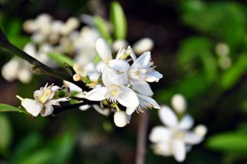 云香花是什么花，花草乐小编带你了解不一样的云香花