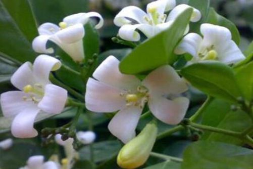 云香花是什么花，花草乐小编带你了解不一样的云香花